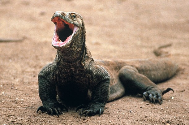 The Guy and the Dragon&nbsp;Tattoo